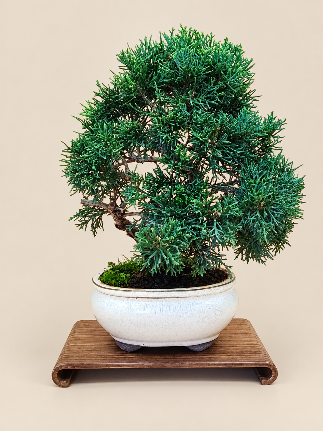 Juniperus chinensis 'Kyushu' - 10 éves kínai boróka bonsai