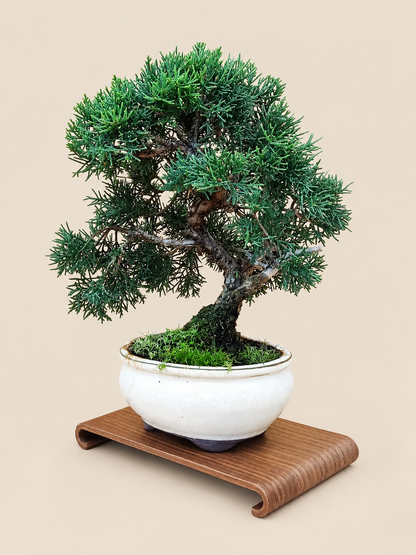 Juniperus chinensis 'Kyushu' - 10 éves kínai boróka bonsai