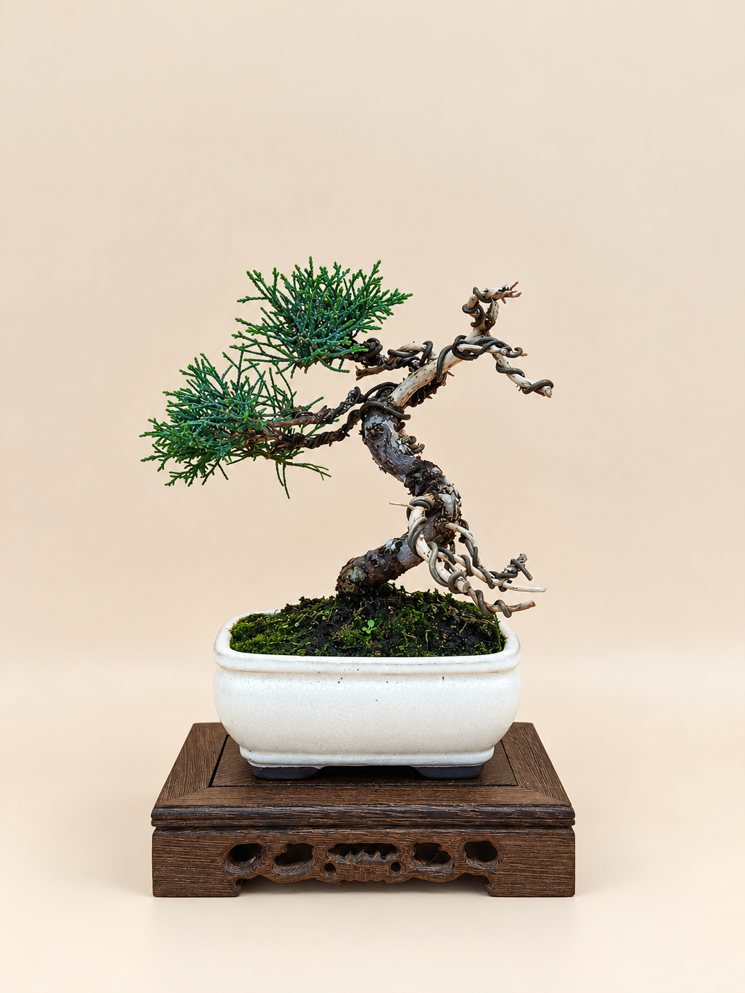 Juniperus chinensis 'Kyushu' - 8 éves kínai boróka bonsai
