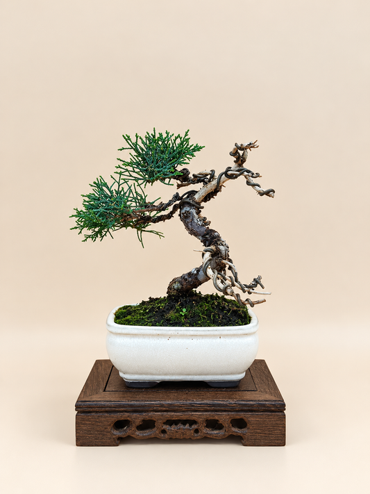 Juniperus chinensis 'Kyushu' - 8 éves kínai boróka bonsai