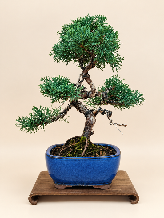Juniperus chinensis 'Kyushu' - 10 éves kínai boróka bonsai