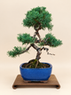 Juniperus chinensis 'Kyushu' - 10 éves kínai boróka bonsai