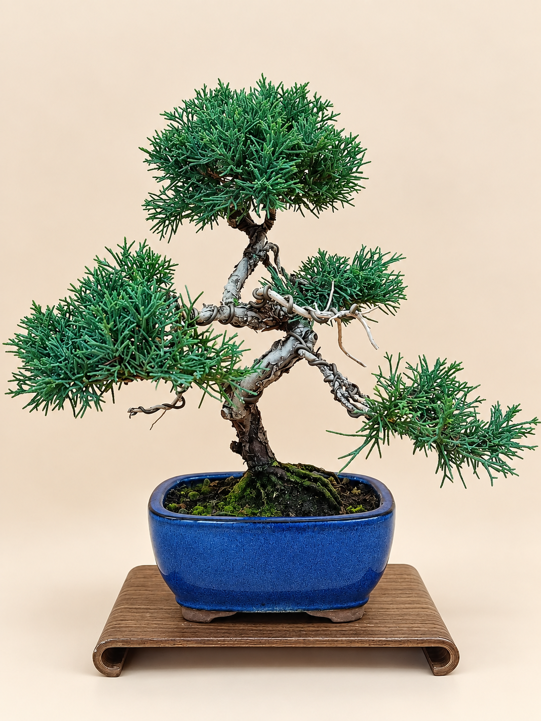 Juniperus chinensis 'Kyushu' - 10 éves kínai boróka bonsai