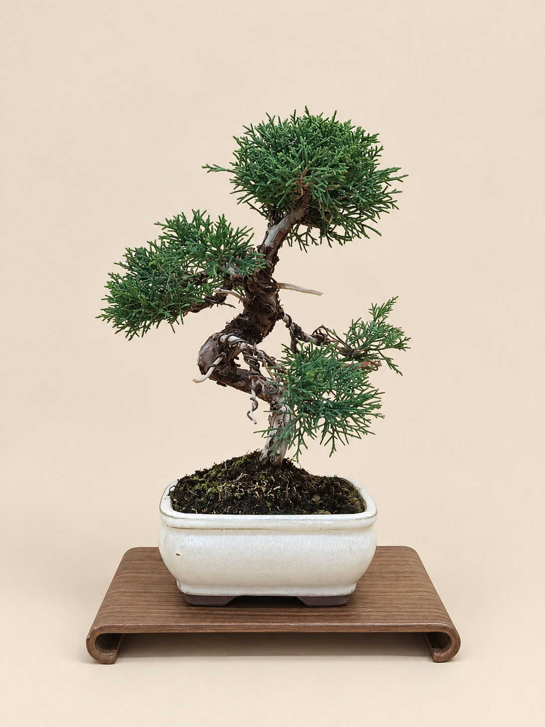 Juniperus chinensis 'Kyushu' - 8 éves kínai boróka bonsai