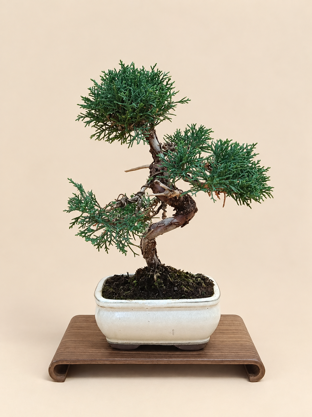 Juniperus chinensis 'Kyushu' - 8 éves kínai boróka bonsai