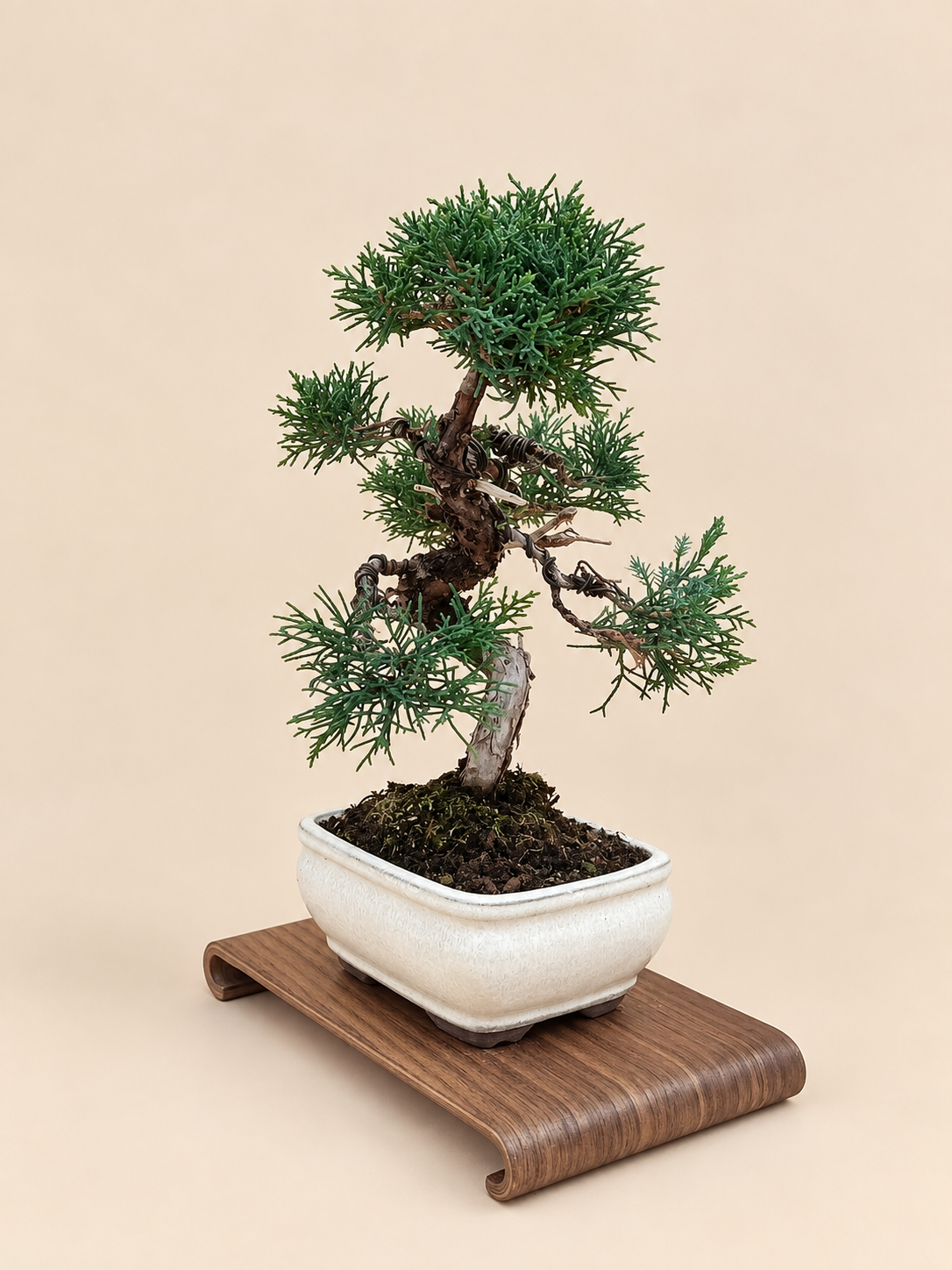 Juniperus chinensis 'Kyushu' - 8 éves kínai boróka bonsai