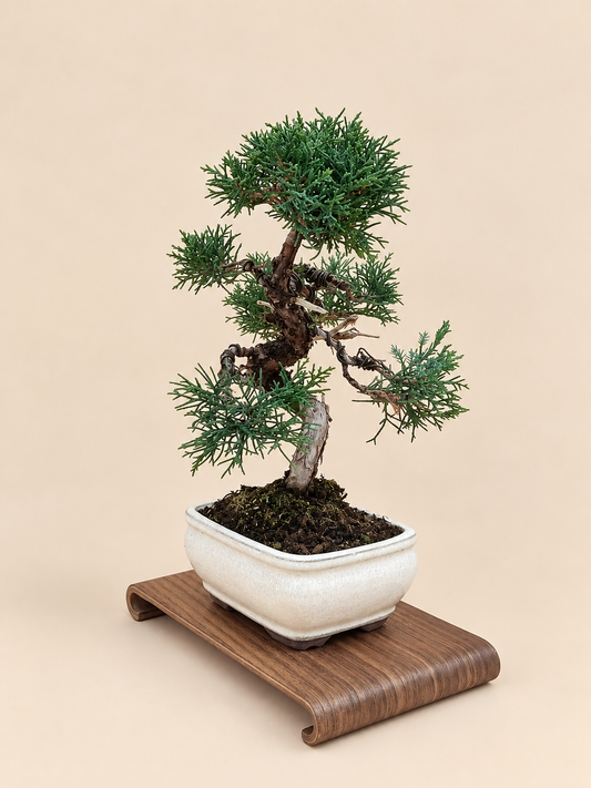 Juniperus chinensis 'Kyushu' - 8 éves kínai boróka bonsai
