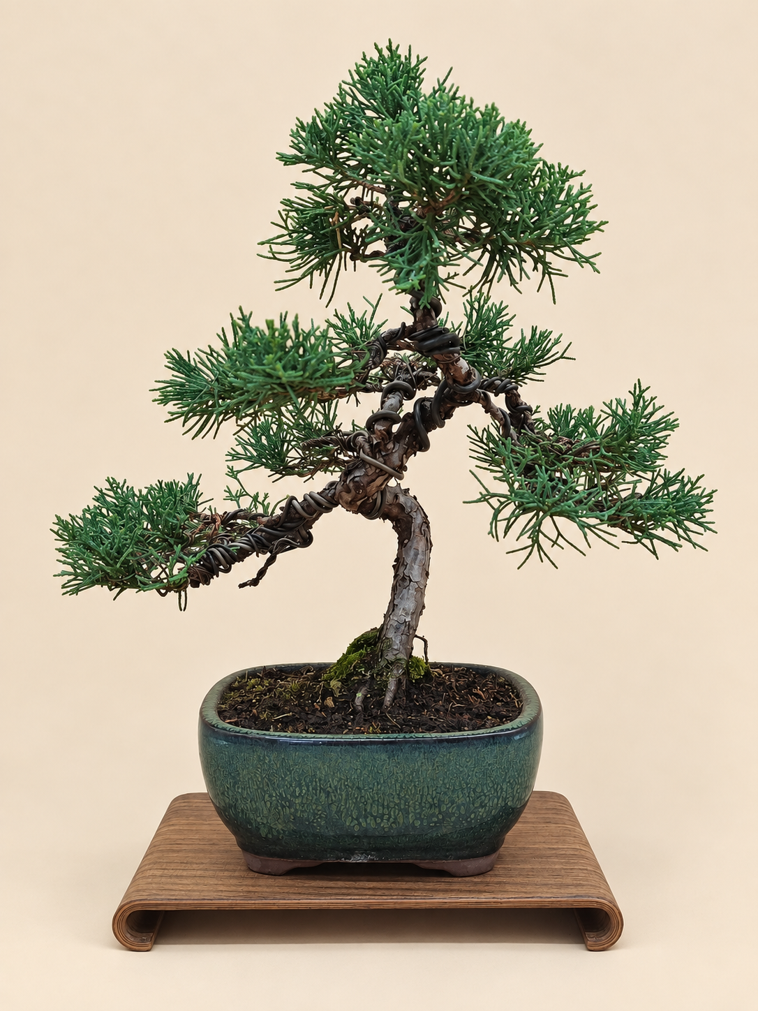 Juniperus chinensis 'Kyushu' - 10 éves kínai boróka bonsai