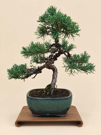 Juniperus chinensis 'Kyushu' - 10 éves kínai boróka bonsai