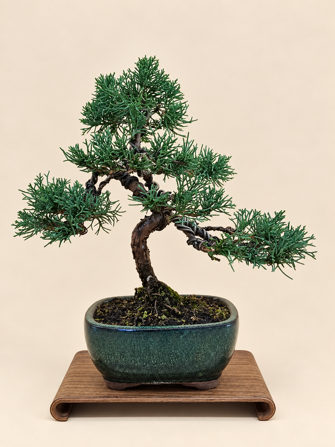 Juniperus chinensis 'Kyushu' - 10 éves kínai boróka bonsai