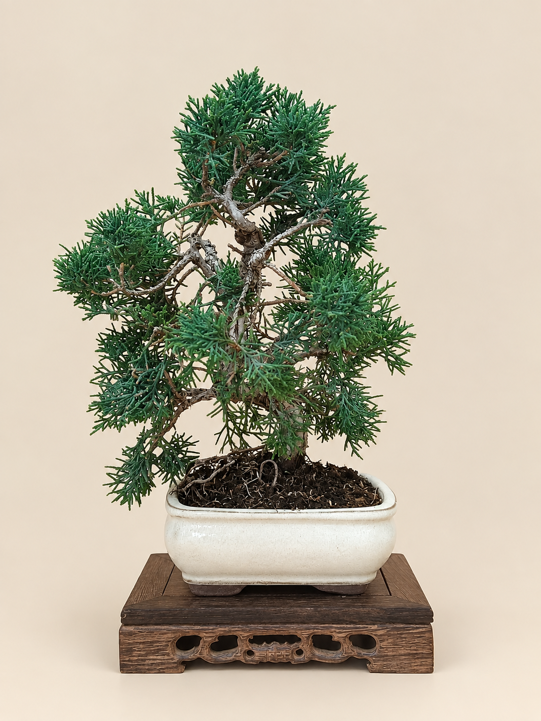 Juniperus chinensis 'Kyushu' - 8 éves kínai boróka bonsai