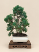 Juniperus chinensis 'Kyushu' - 8 éves kínai boróka bonsai