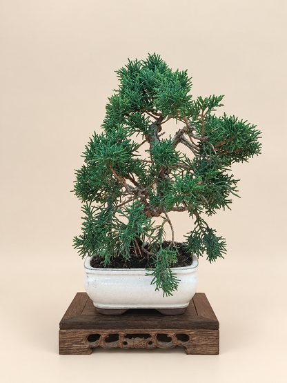 Juniperus chinensis 'Kyushu' - 8 éves kínai boróka bonsai