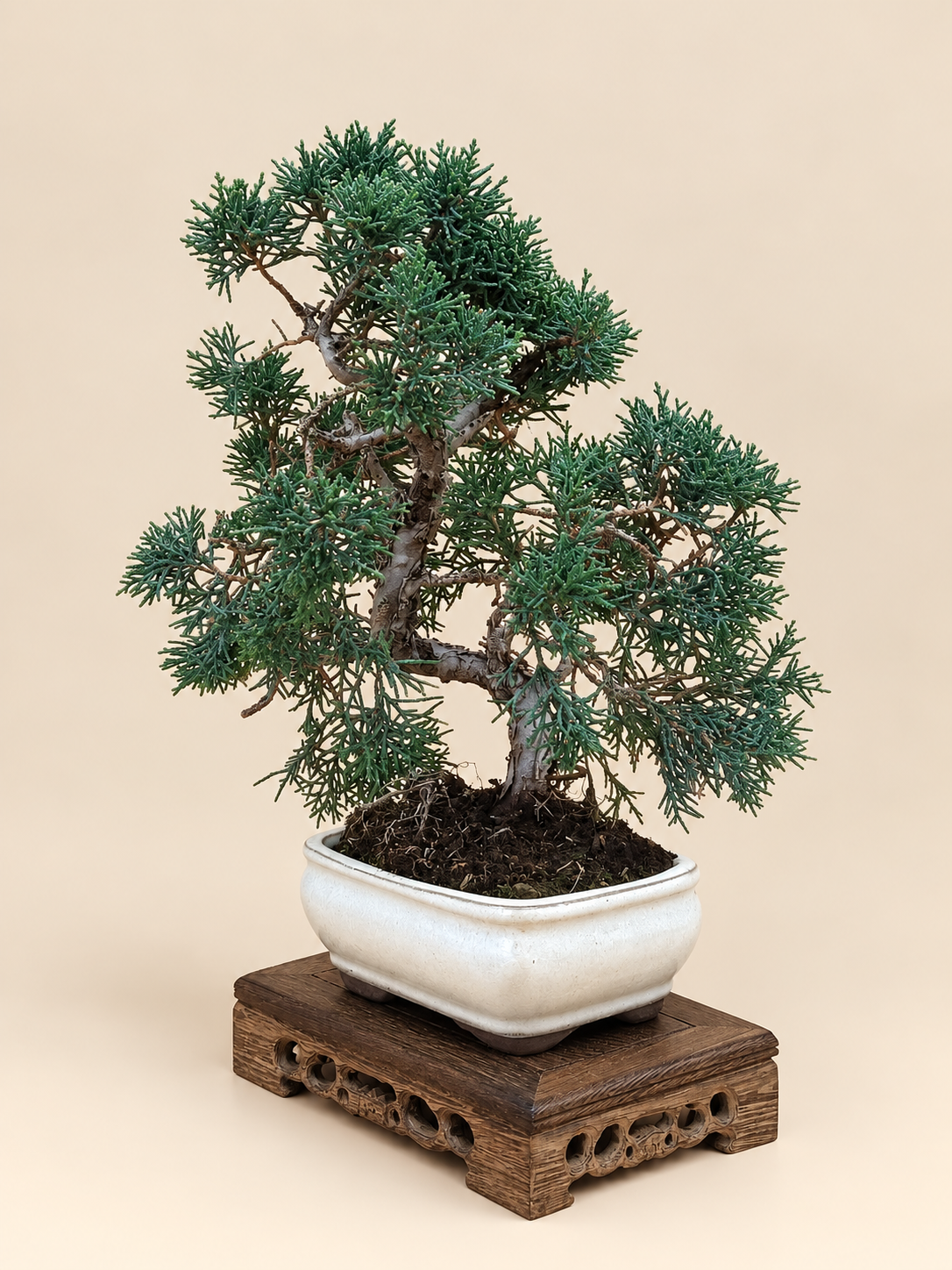 Juniperus chinensis 'Kyushu' - 8 éves kínai boróka bonsai