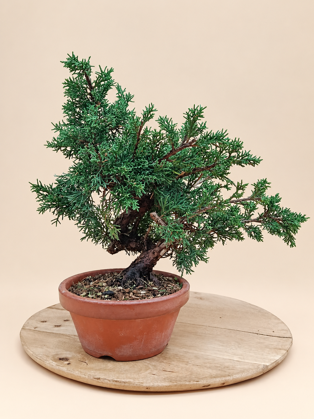 Juniperus chinensis 'Kyushu' - 9 éves kínai boróka pre-bonsai
