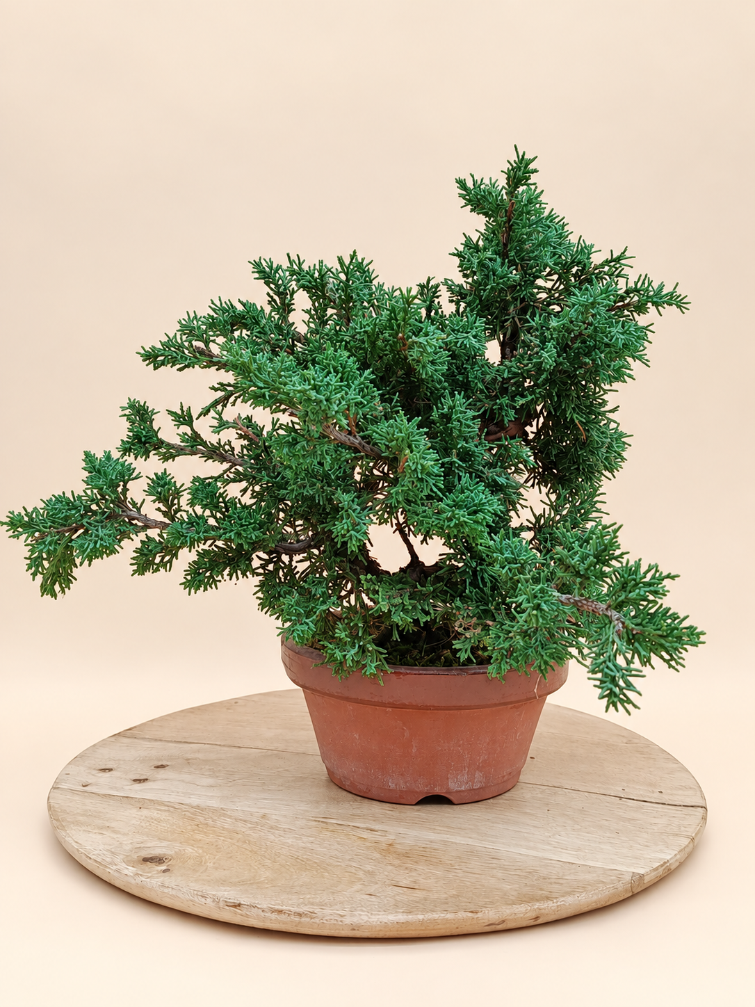 Juniperus chinensis 'Kyushu' - 9 éves kínai boróka pre-bonsai