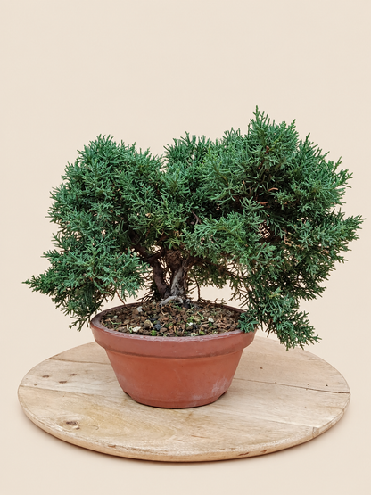 Juniperus chinensis 'Kyushu' - 9 éves kínai boróka pre-bonsai