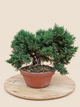 Juniperus chinensis 'Kyushu' - 9 éves kínai boróka pre-bonsai