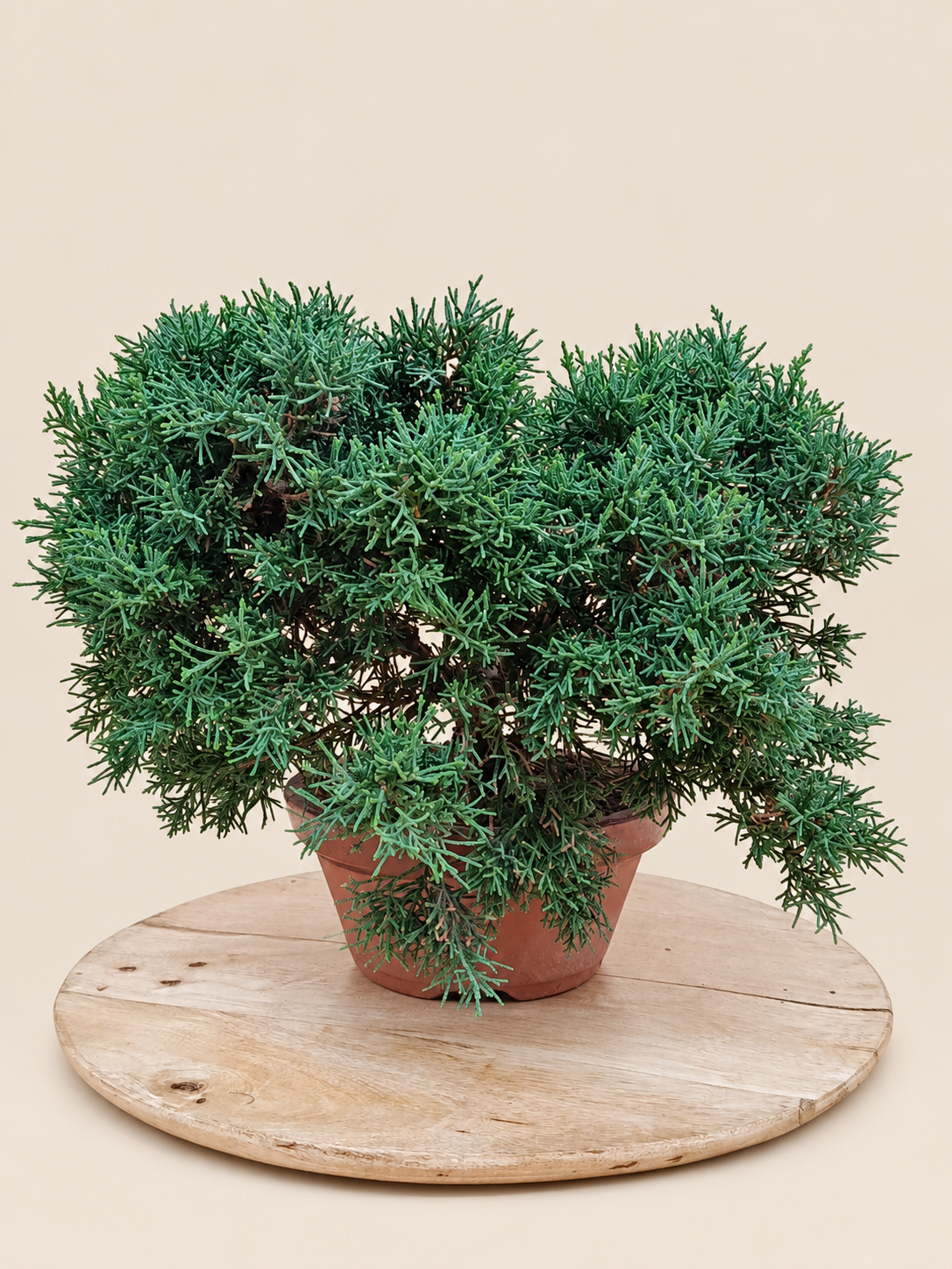 Juniperus chinensis 'Kyushu' - 9 éves kínai boróka pre-bonsai