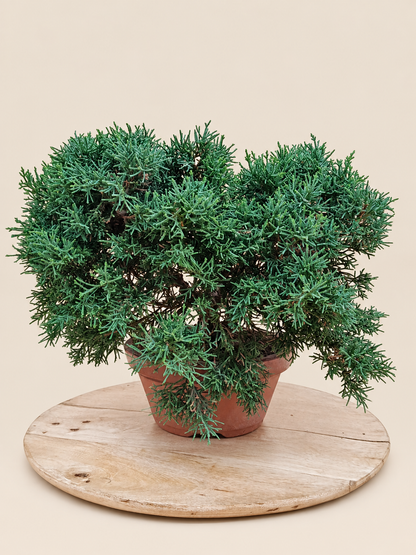 Juniperus chinensis 'Kyushu' - 9 éves kínai boróka pre-bonsai