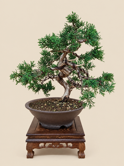 Juniperus chinensis 'Kyushu' - 14 éves kínai boróka bonsai