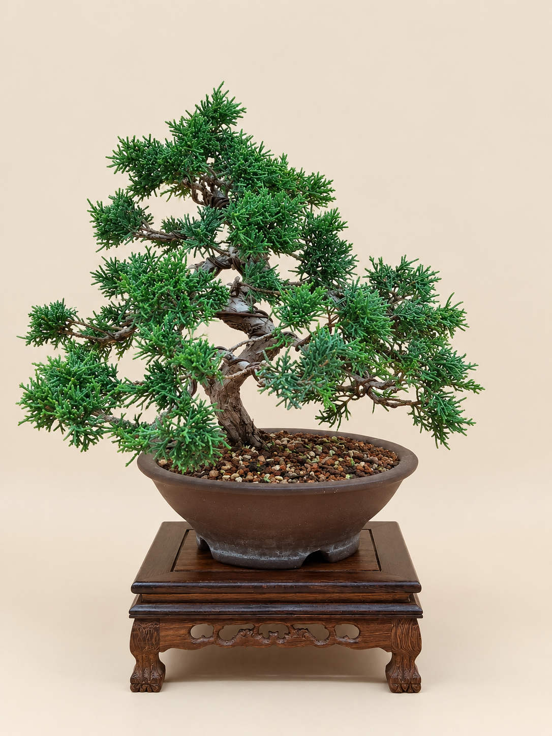 Juniperus chinensis 'Kyushu' - 14 éves kínai boróka bonsai