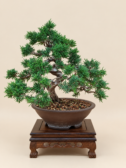 Juniperus chinensis 'Kyushu' - 14 éves kínai boróka bonsai