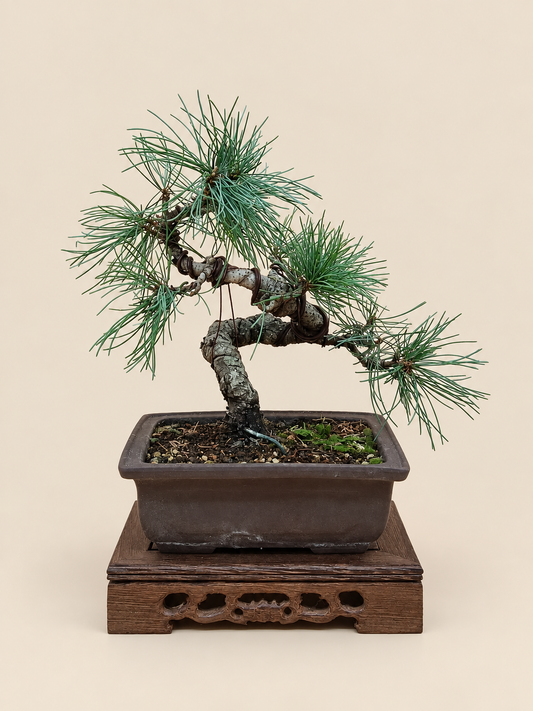 Pinus pentaphylla – 16 éves japán fehérfenyő bonsai