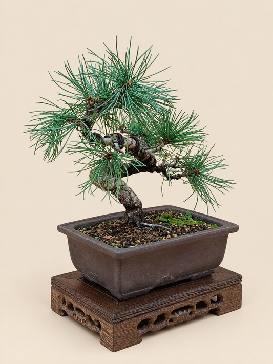 Pinus pentaphylla – 16 éves japán fehérfenyő bonsai