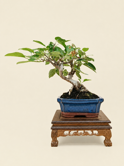 Malus spectabilis – 7 éves pompás díszalma bonsai