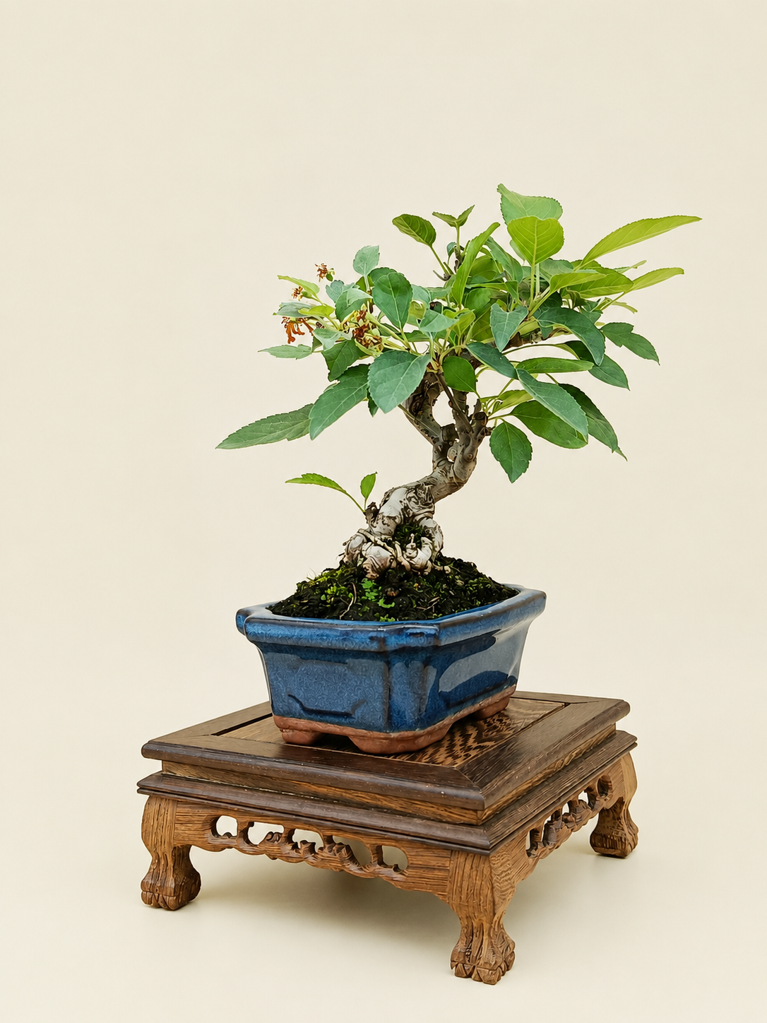Malus spectabilis – 7 éves pompás díszalma bonsai