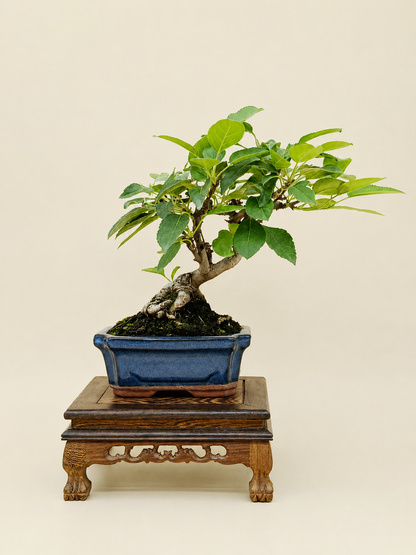 Malus spectabilis – 7 éves pompás díszalma bonsai