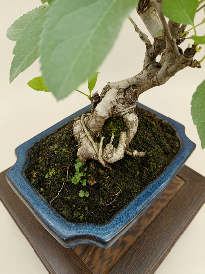 Malus spectabilis – 7 éves pompás díszalma bonsai