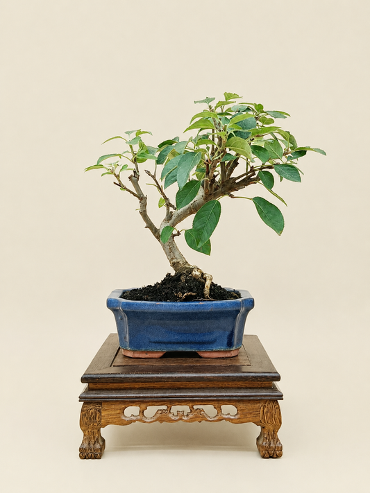 Malus spectabilis – 7 éves pompás díszalma bonsai