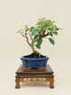 Malus spectabilis – 7 éves pompás díszalma bonsai