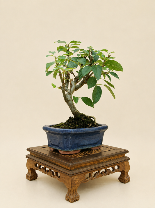 Malus spectabilis – 7 éves pompás díszalma bonsai
