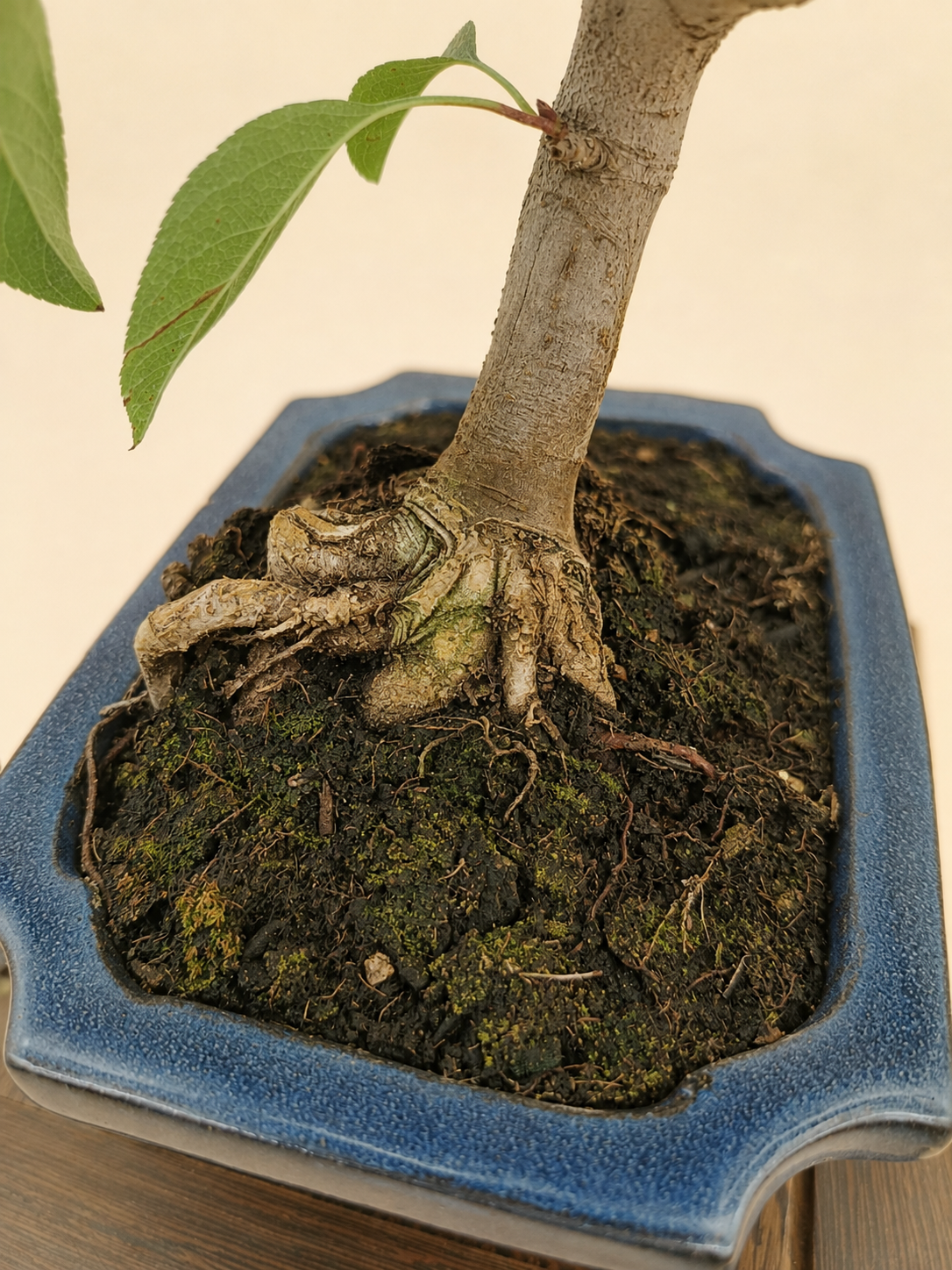 Malus spectabilis – 7 éves pompás díszalma bonsai