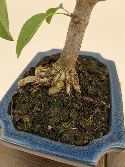 Malus spectabilis – 7 éves pompás díszalma bonsai