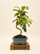 Malus spectabilis – 7 éves pompás díszalma bonsai