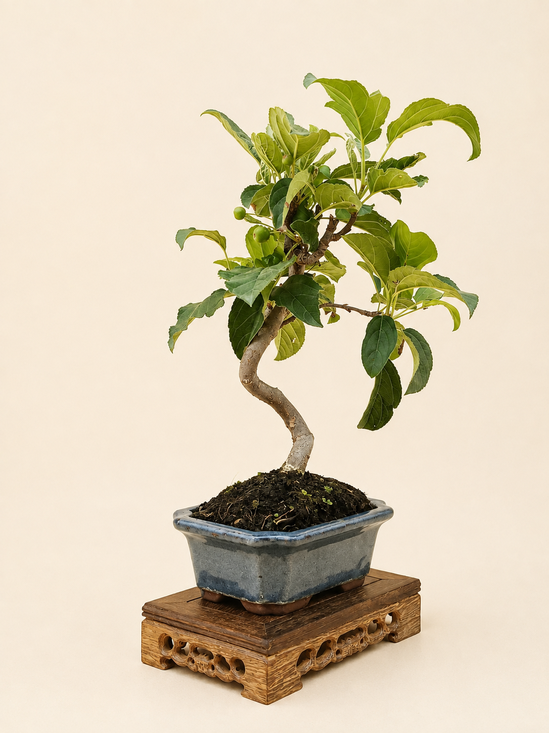 Malus spectabilis – 7 éves pompás díszalma bonsai
