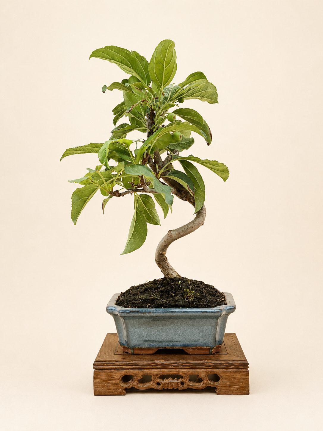 Malus spectabilis – 7 éves pompás díszalma bonsai