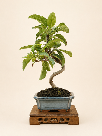 Malus spectabilis – 7 éves pompás díszalma bonsai