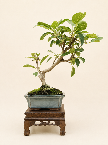 Malus spectabilis – 7 éves pompás díszalma bonsai