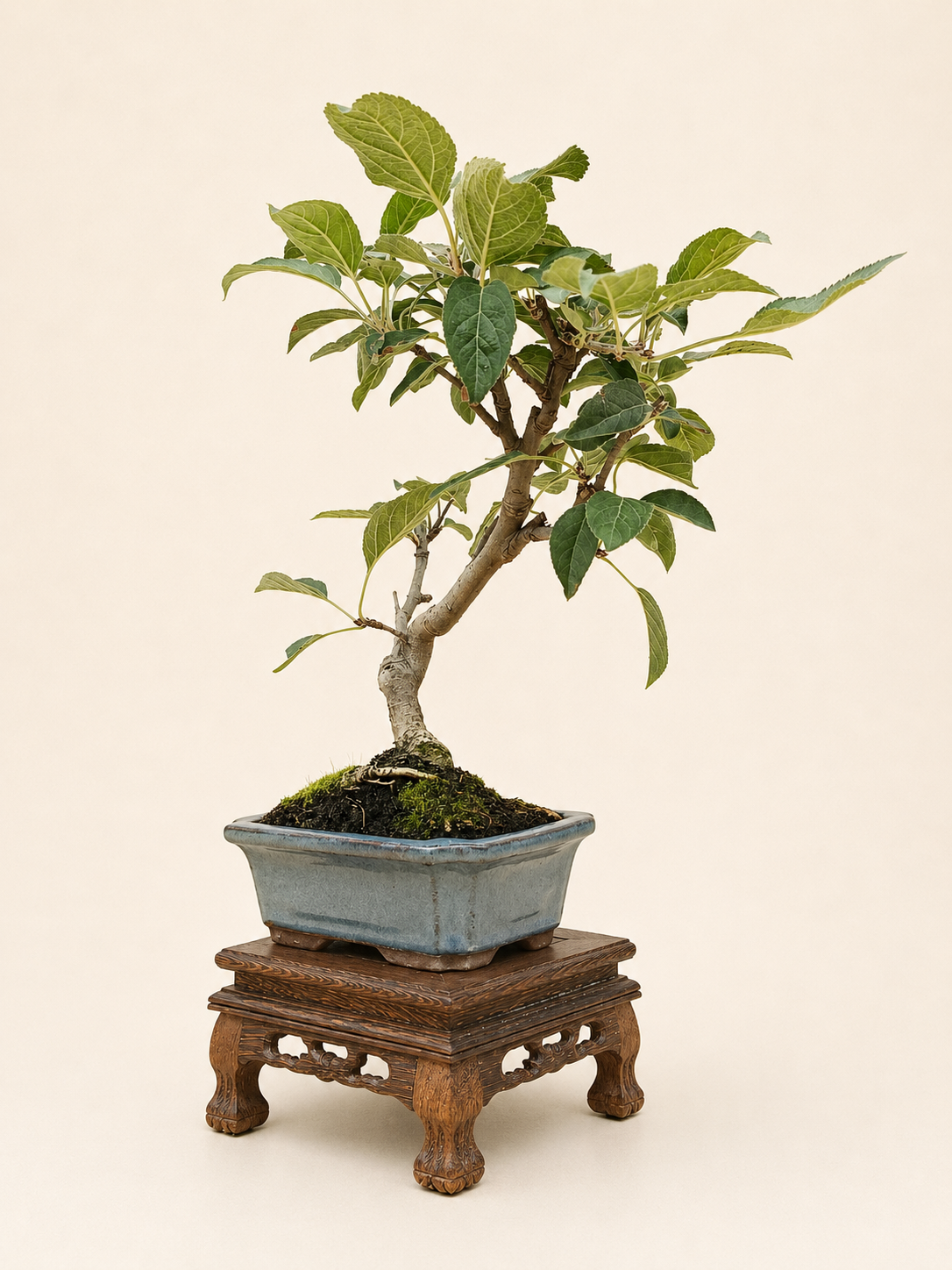 Malus spectabilis – 7 éves pompás díszalma bonsai