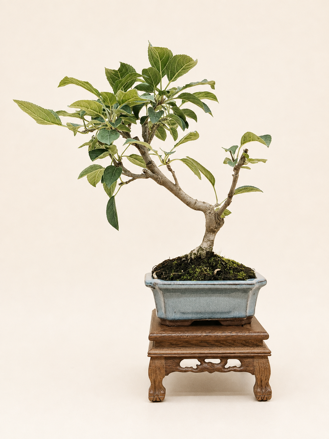 Malus spectabilis – 7 éves pompás díszalma bonsai