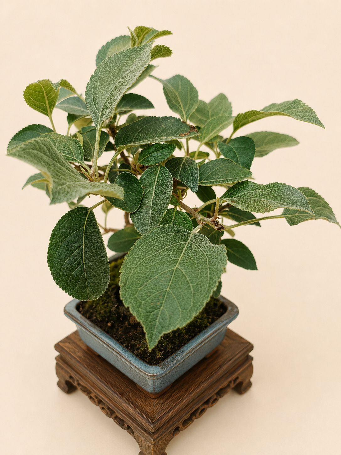 Malus spectabilis – 7 éves pompás díszalma bonsai