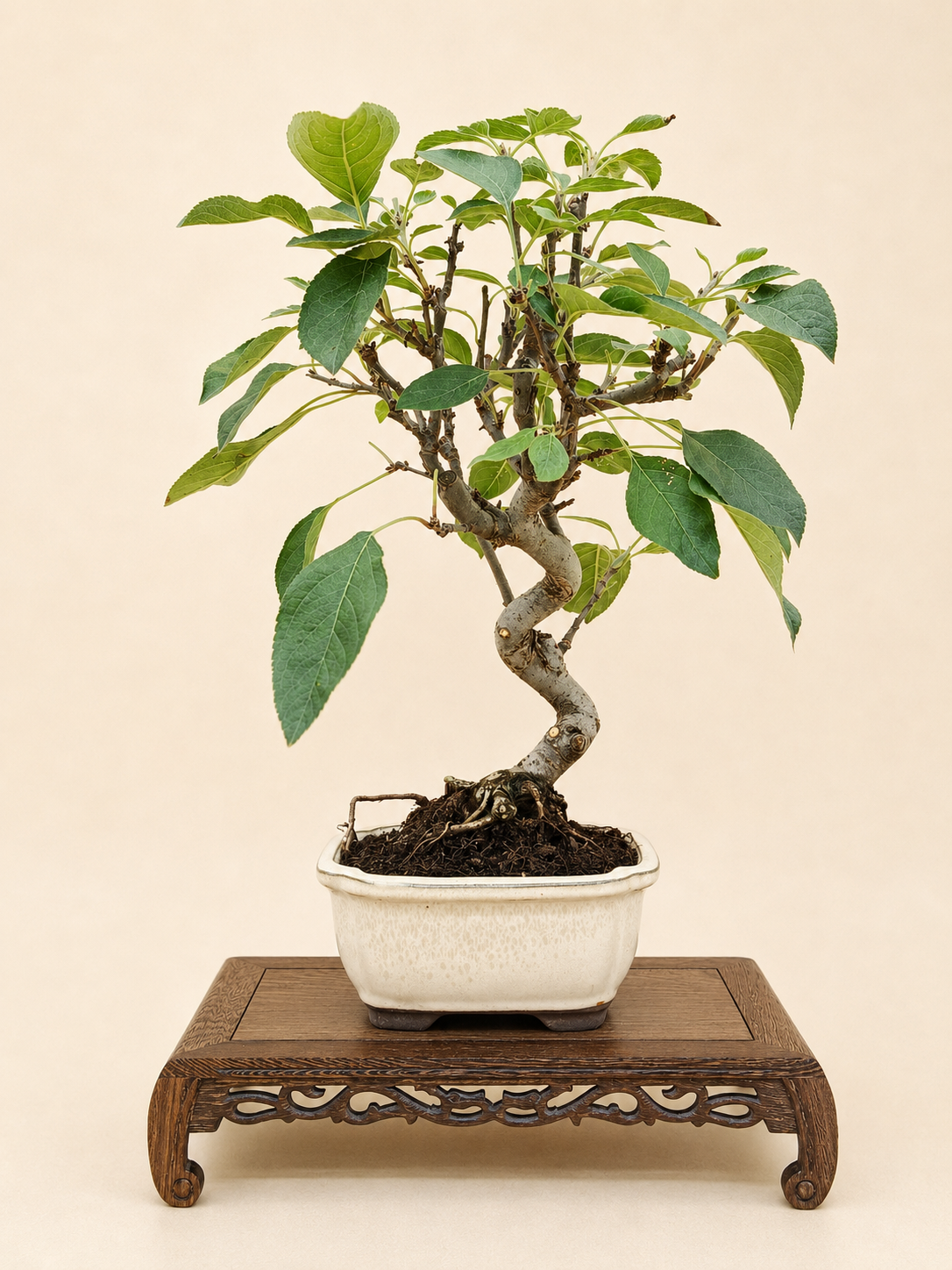 Malus spectabilis – 8 éves pompás díszalma bonsai