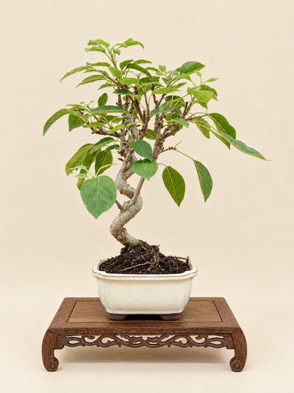 Malus spectabilis – 8 éves pompás díszalma bonsai
