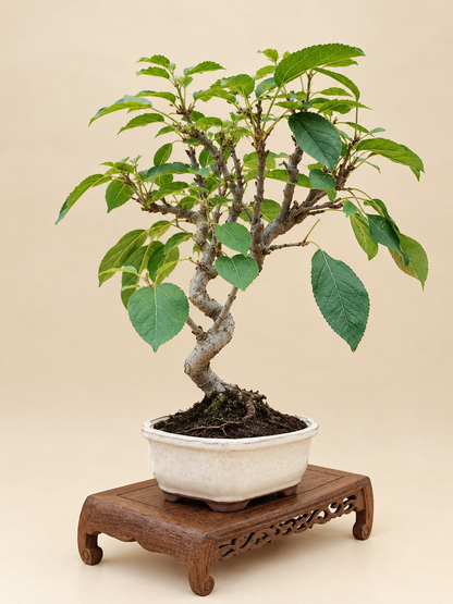 Malus spectabilis – 8 éves pompás díszalma bonsai