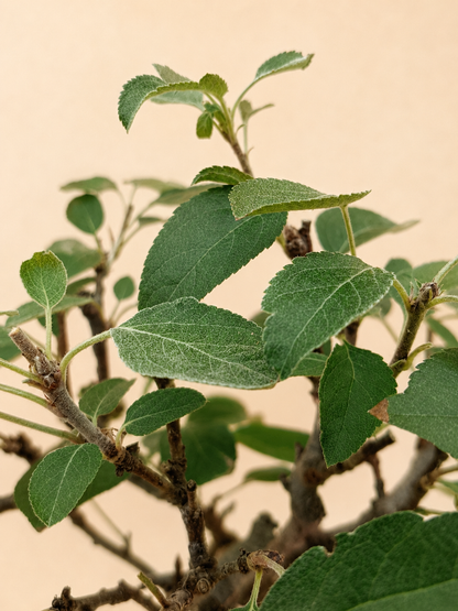 Malus spectabilis – 8 éves pompás díszalma bonsai